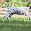 phoenix running phoenix running