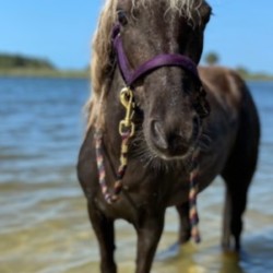 Horses For Sale Ocala Fl Ocala4sale