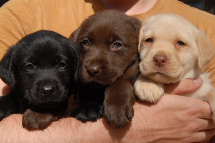 Lab puppies Lab puppies