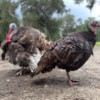 Breeding Pair Breeding Pair