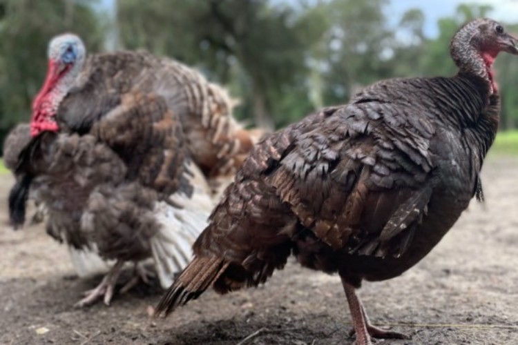 Breeding Pair Breeding Pair