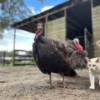 Breeding Pair Breeding Pair