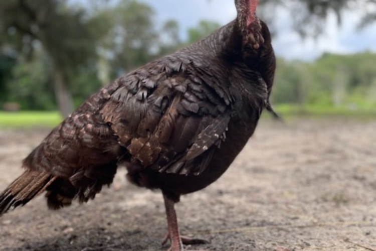 Bronze Hen Bronze Hen