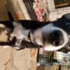 dog dog