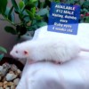 Male rat Male rat