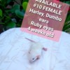 Female rat Female rat