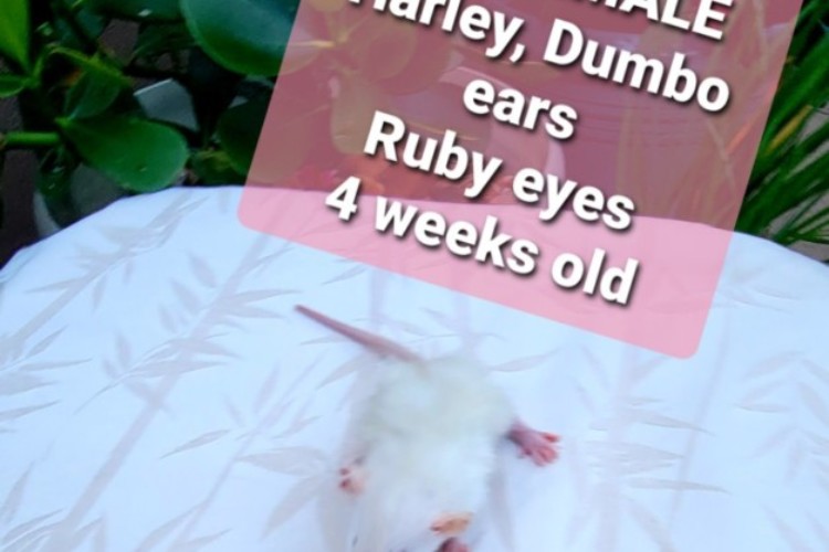 Female rat Female rat