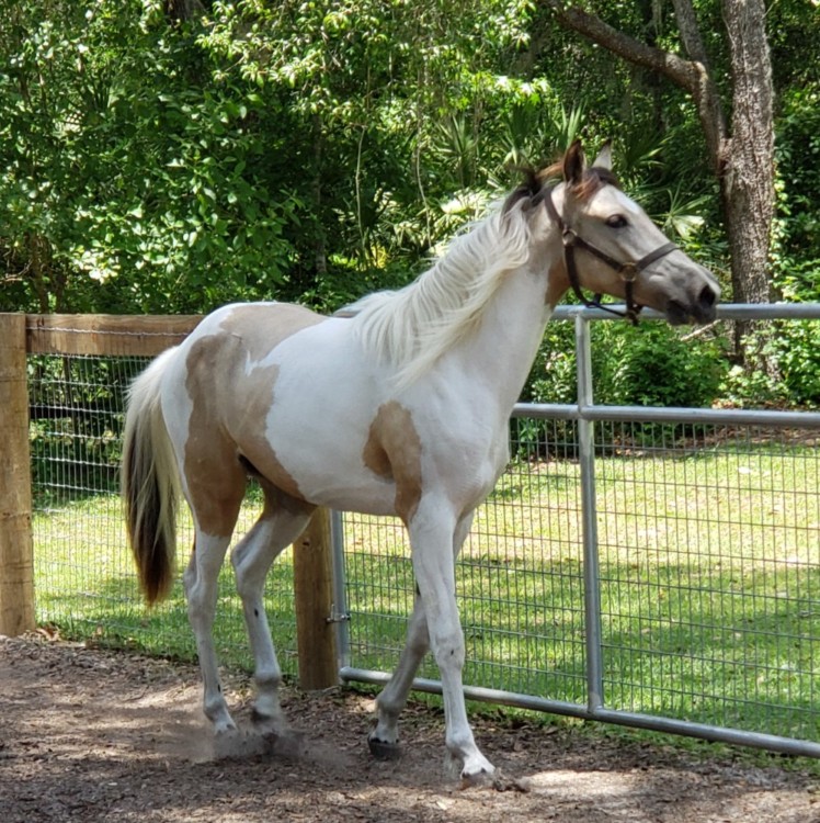 Horses for Sale > Ocala, FL Ocala4sale