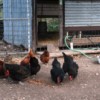 smallscale chicken farmer smallscale chicken farmer
