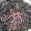 worms 2-13-19 worms 2-13-19