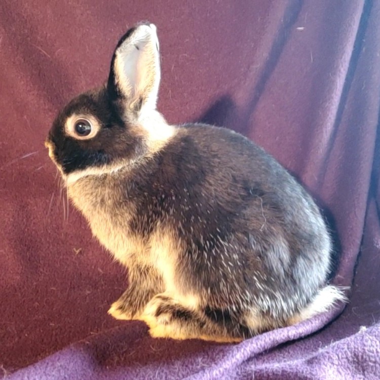 Animals & Pets for Sale Ocala, Florida Ocala4sale