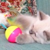 5 A fun ball 5 A fun ball
