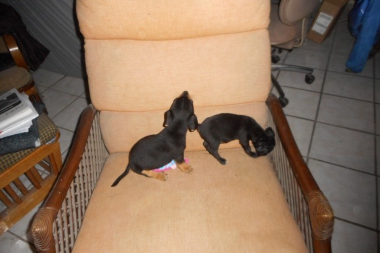Male mini DachshundDS. CN0533 Male mini DachshundDS. CN0533