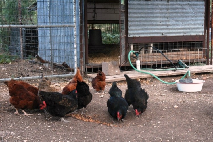 smallscale chicken farmer smallscale chicken farmer
