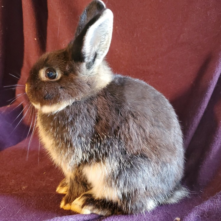 Animals & Pets for Sale Ocala, Florida Ocala4sale