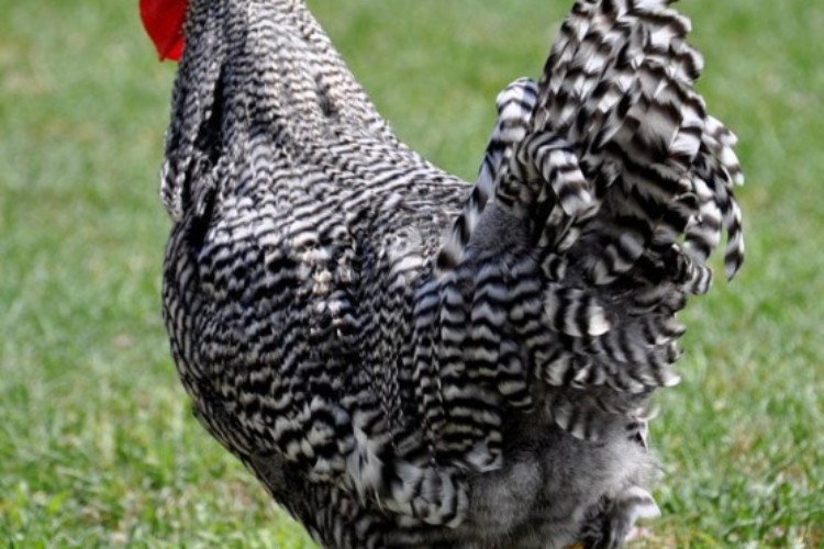 Barred-Rock-Rooster-2 Barred-Rock-Rooster-2