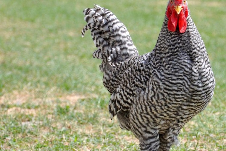 Barred-Rock-Rooster-1 Barred-Rock-Rooster-1