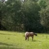 Buckskin 3 Buckskin 3