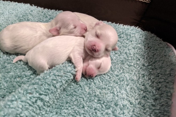 Maltese Puppies litter 2 103021 Maltese Puppies litter 2 103021