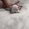 Maltese Puppy Timothy 2 103021 Maltese Puppy Timothy 2 103021