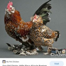 Mille Fleur D'uccle bantam rooster