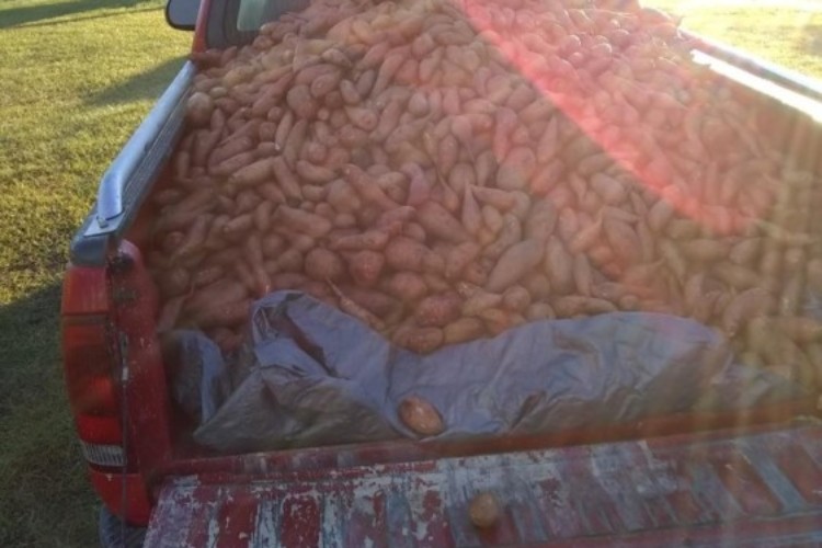 sweet potatoe, truck 1