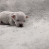 Maltese Puppy Daisy 103021 Maltese Puppy Daisy 103021