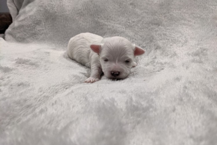 Maltese Puppy Timothy 103021 Maltese Puppy Timothy 103021