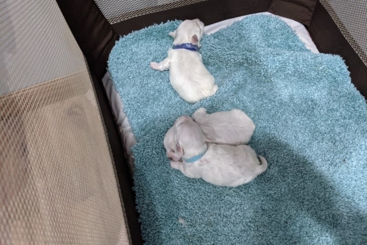 Maltese Puppies litter 0 103021 Maltese Puppies litter 0 103021