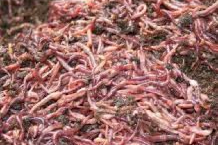 Red Fishing or Composting Worms For Sale