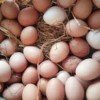 chicken eggs-3