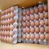 chicken eggs-1