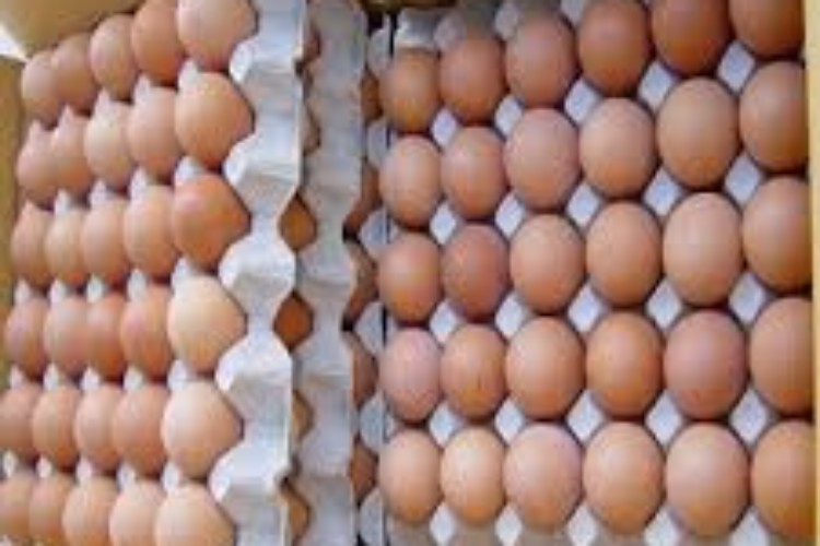 chicken eggs-1