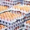 chicken eggs-2