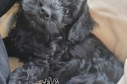 Cockapoo Puppies Ready for Hom...