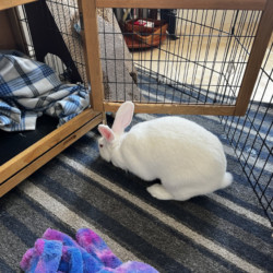 White Indoor Rabbit – Free to Good Home