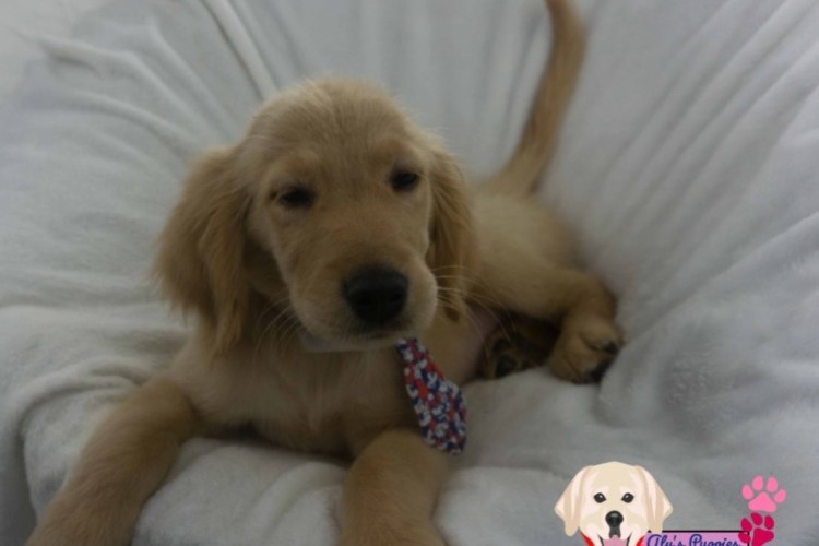 Male pup 4 Male pup 4