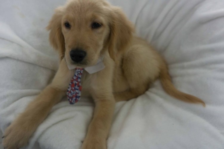 Male pup 5 Male pup 5