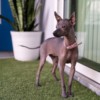 Mexican Hairless Pup