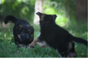 6 German Shepherd Puppies for ...