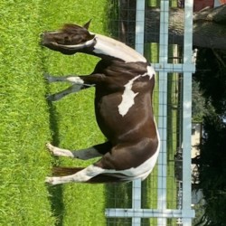 Paint Welsh X Pony