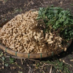 peanut-harvest