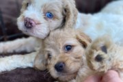 Cockapoo Puppies !