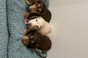 Mini dachshund longhair puppie...