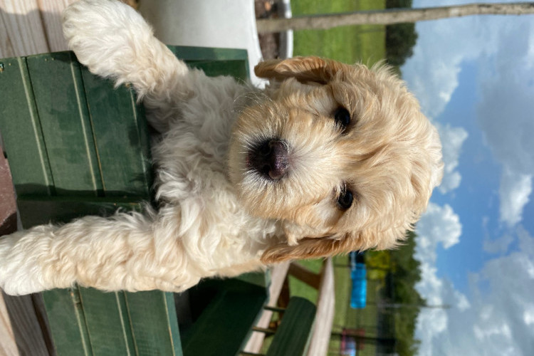 Sandi at 7 weeks-4 Sandi at 7 weeks-4
