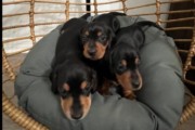 Mini dachshund puppies MALES