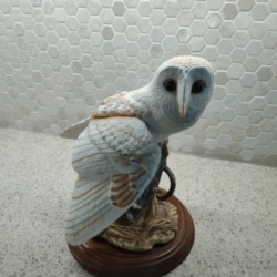 Barn Owl