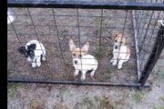 Jack Russell  males