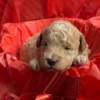 Tan miniature poodle boy