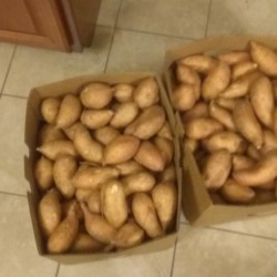 sweet potatoe 11-19